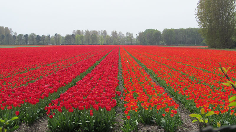 8 day bike and barge pemium Tulip Tour 2025 | Dutch Barge Cruises