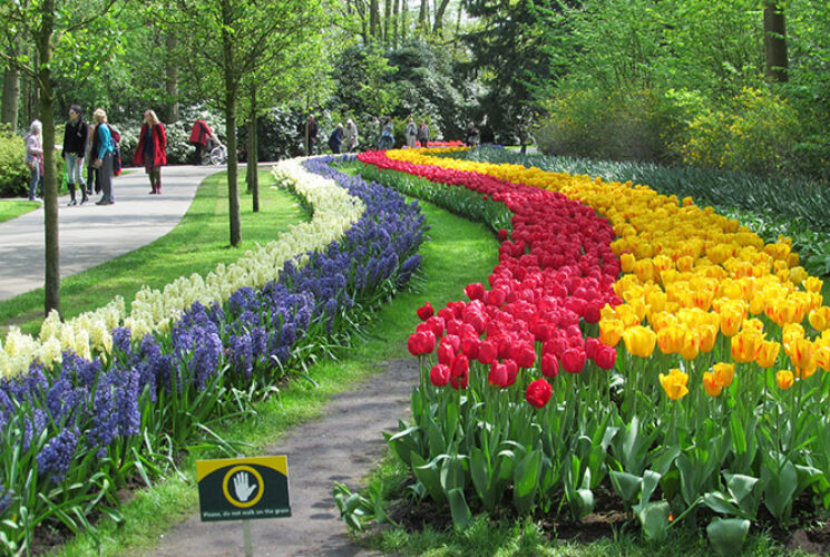 Tulip  Tour  Keukenhof