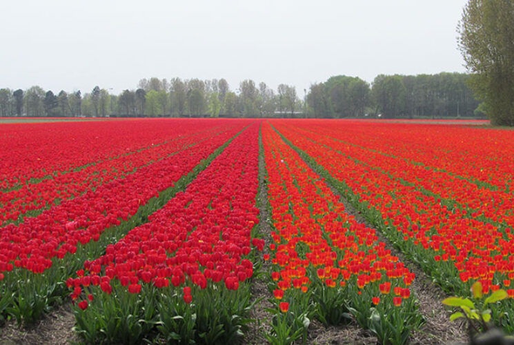 Tulip Tour mit Rad und Schiff